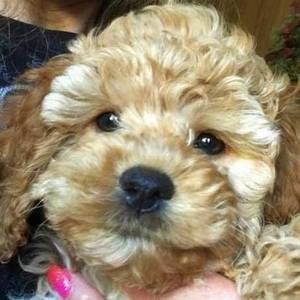 Meet your Posher, Sandy